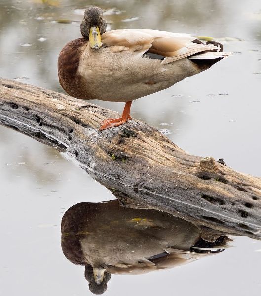 WA-Juanita Bay Wetland-Mallard Duck ( Anas Platyrhynchos)-male